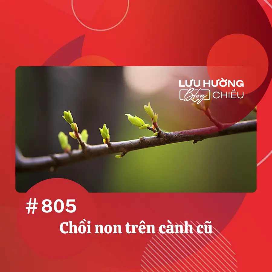 Chồi non trên cành cũ